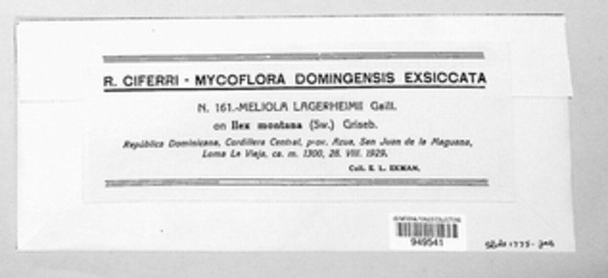 Meliola lagerheimii image